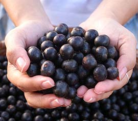 acai bogyó